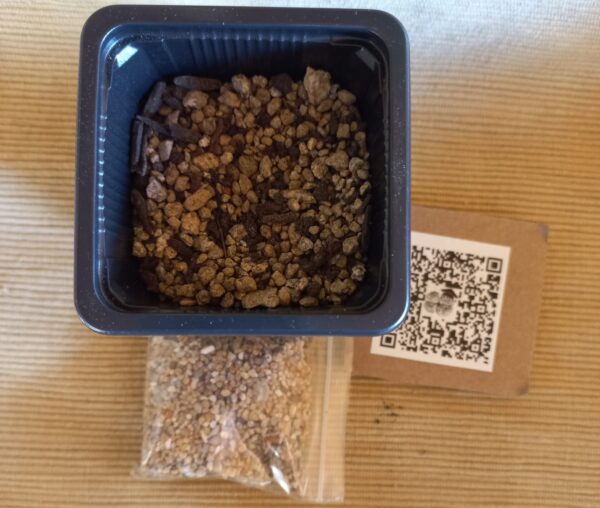 Kit de siembra + 50 semillas de Lithops mixtas