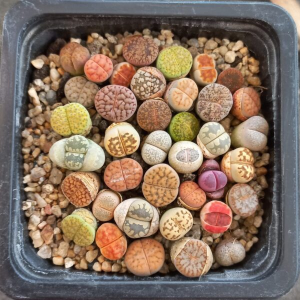 Kit de siembra + 50 semillas de Lithops mixtas