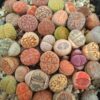 Kit de siembra + 50 semillas de Lithops mixtas