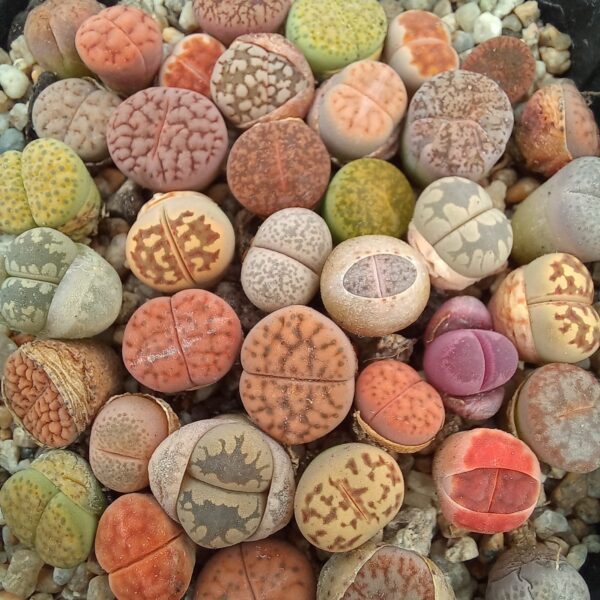 Kit de siembra + 50 semillas de Lithops mixtas