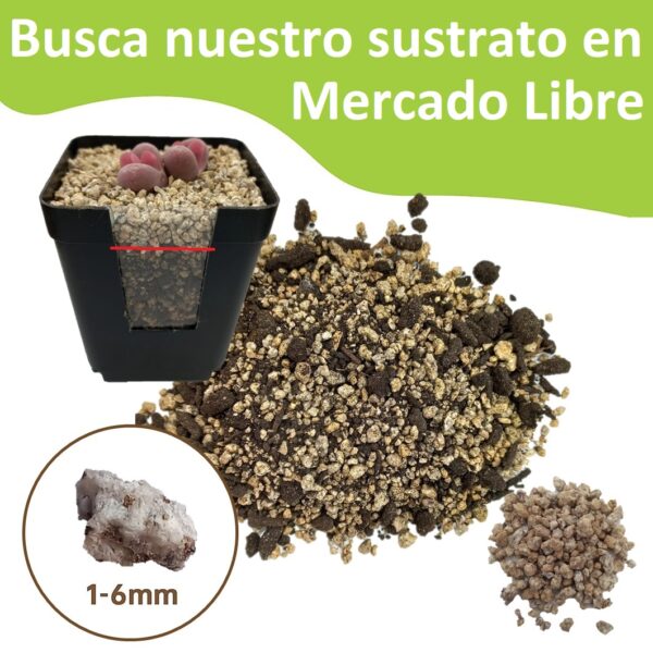 1 kg Sustrato para Lithops/Aizoáceas/Cactus + piedrecillas