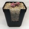 1 kg Sustrato para Lithops/Aizoáceas/Cactus + piedrecillas