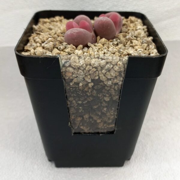 1 kg Sustrato para Lithops/Aizoáceas/Cactus + piedrecillas