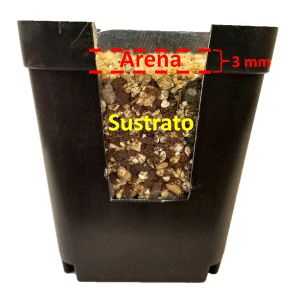 900 grs. Sustrato para Siembra Lithops/Cactus/Suculentas + Arena