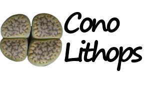 ConoLithops
