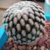 Mammillaria pectinifera