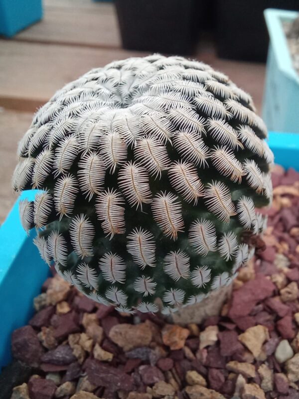 Mammillaria pectinifera