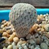 Mammillaria pectinifera