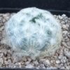 Mammillaria plumosa