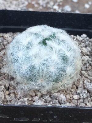 Mammillaria plumosa