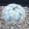 Mammillaria plumosa