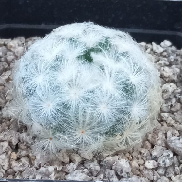 Mammillaria plumosa