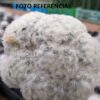 Mammillaria plumosa