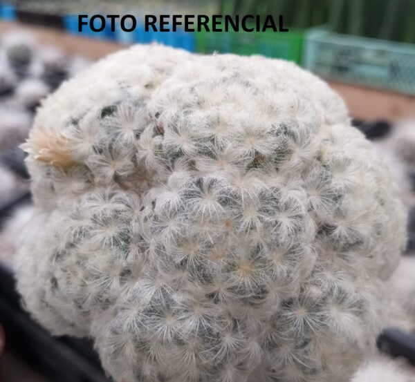 Mammillaria plumosa