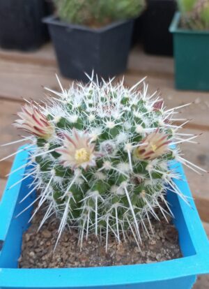 Mammillaria sp