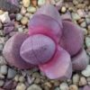 Pleiospilos nellii cv Royal Flush