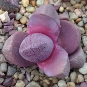 Pleiospilos nellii cv Royal Flush