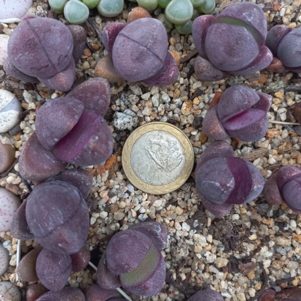 Pleiospilos nellii cv Royal Flush