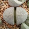 Pleiospilos nellii