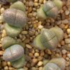 Pleiospilos nellii