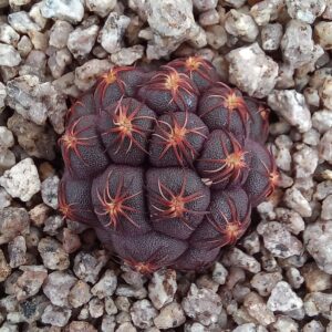 Puna bonnieae