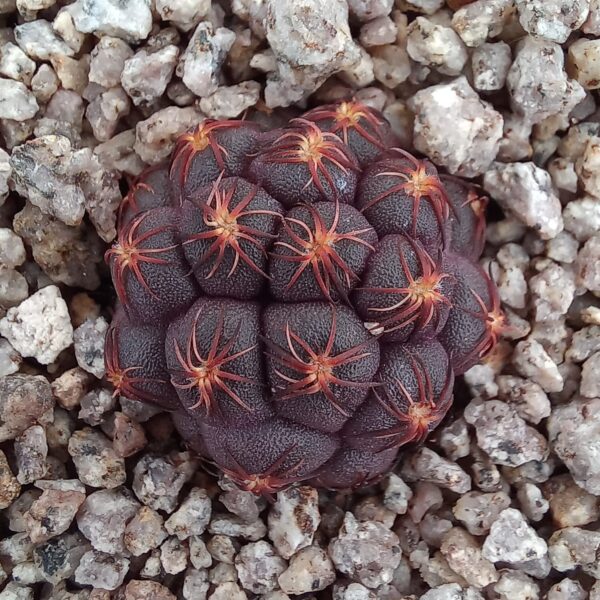 Puna bonnieae