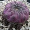 Sulcorebutia rauschii f. violacidermis