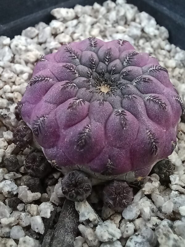 Sulcorebutia rauschii f. violacidermis