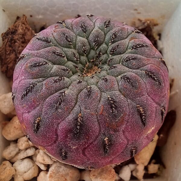 Sulcorebutia rauschii f. violacidermis