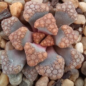 Titanopsis hugo-schlechteri