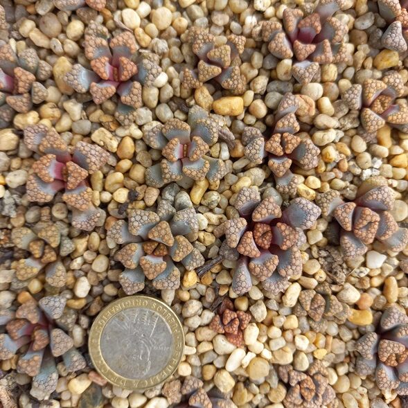 Titanopsis hugo-schlechteri