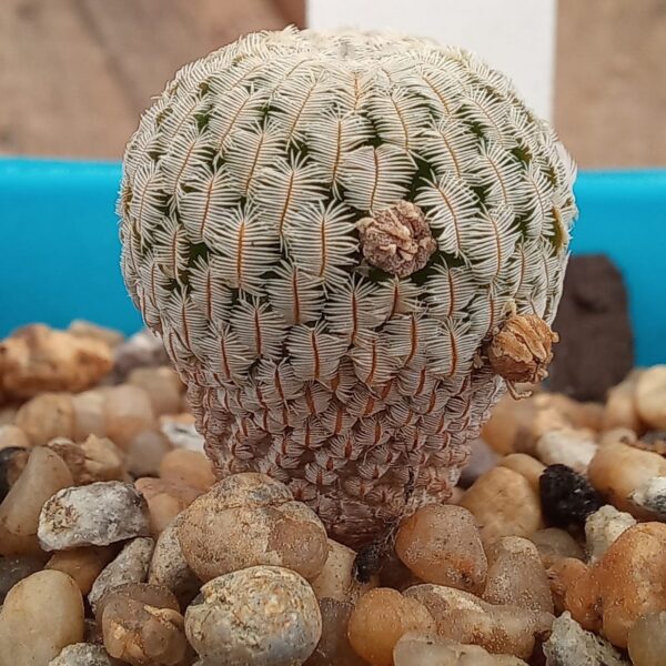 Turbinicarpus pseudopectinatus