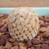 Turbinicarpus valdezianus