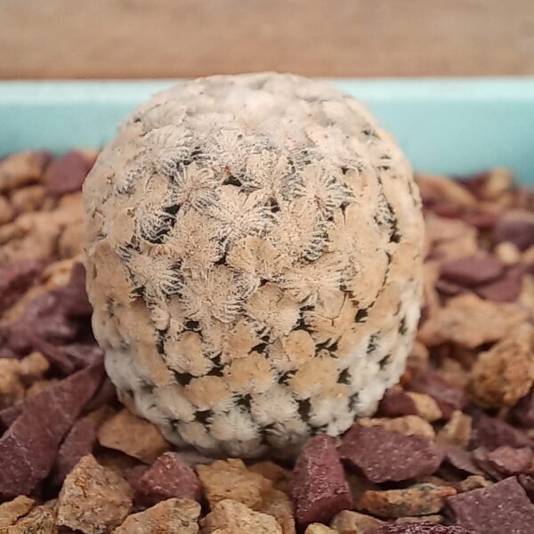 Turbinicarpus valdezianus