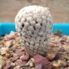 Turbinicarpus valdezianus