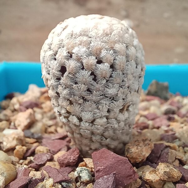 Turbinicarpus valdezianus