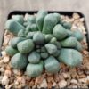 Aloinopsis schooneesii