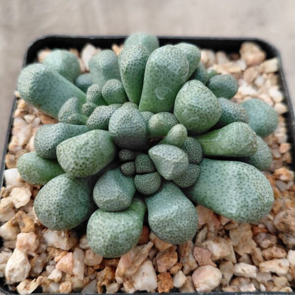 Aloinopsis schooneesii