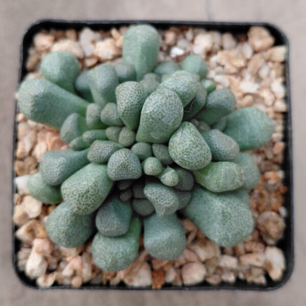 Aloinopsis schooneesii