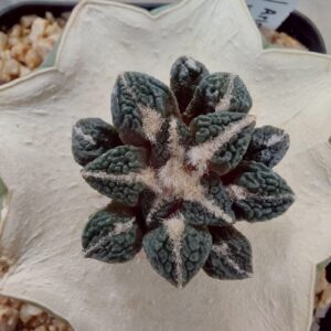 Ariocarpus bra. x kotscho. cv "Lizard Skin" injertado