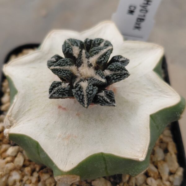 ArHy01BxK_PI2 Ariocarpus bra. x kotscho. cv "Lizard Skin" injertado