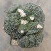 Ariocarpus god x (cauli x god) injertado