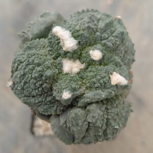 Ariocarpus god x (cauli x god) injertado