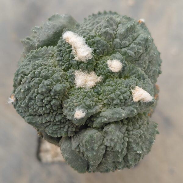 Ariocarpus god x (cauli x god) injertado
