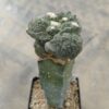Ariocarpus god x (cauli x god) injertado