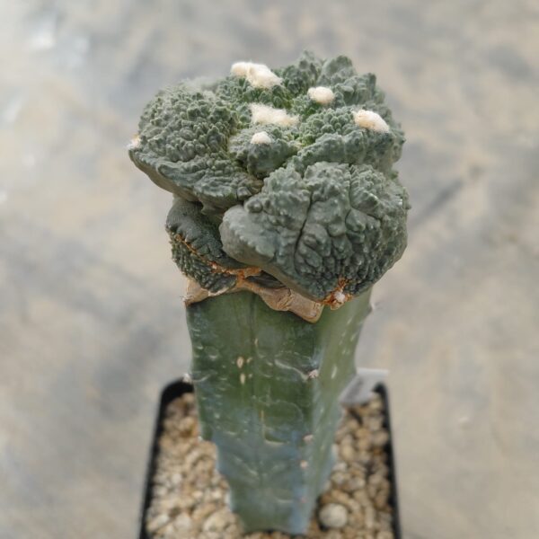 Ariocarpus god x (cauli x god) injertado