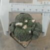 Ariocarpus god x (cauli x god) injertado