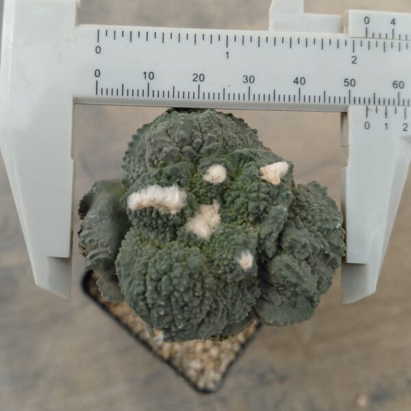 Ariocarpus god x (cauli x god) injertado