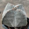 Astrophytum myrio. quadricostatum
