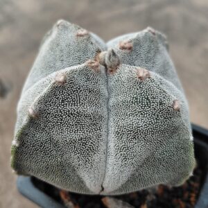 Astrophytum myrio. quadricostatum